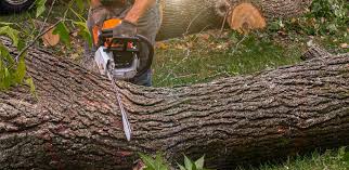 Best Tree Fertilization  in Nacogdoches, TX