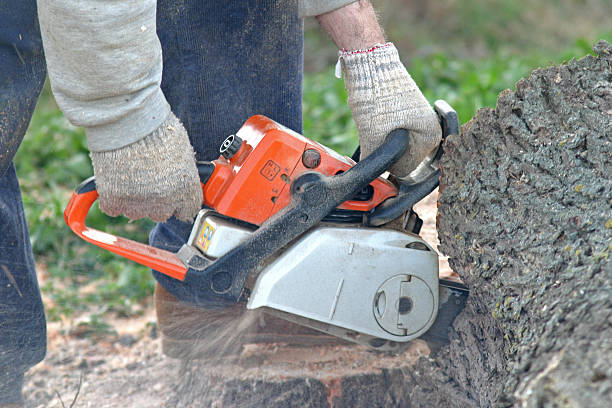 Best Tree and Shrub Care  in Nacogdoches, TX